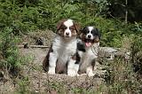 BERGER AUSTRALIEN PUPPIES 077